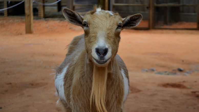 chèvre, métier animaux, formation animaux